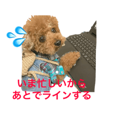 [LINEスタンプ] トイプードルジルの使える お返事パート6