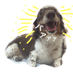 [LINEスタンプ] しんちゃんスタンプ②