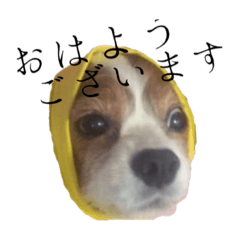 [LINEスタンプ] キャバリア♂キョロ