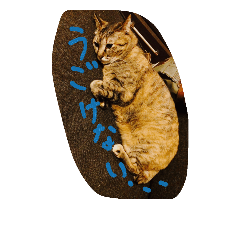 [LINEスタンプ] 猫のちゃっぴーpart2