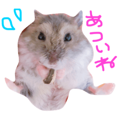 [LINEスタンプ] ジャンガリアンハムスターのブー