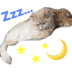 [LINEスタンプ] なかよし猫のクルミとミオ