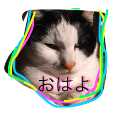 [LINEスタンプ] ネコあいさつ
