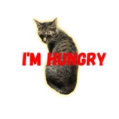 [LINEスタンプ] 猫と亀