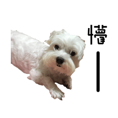[LINEスタンプ] dododo dog