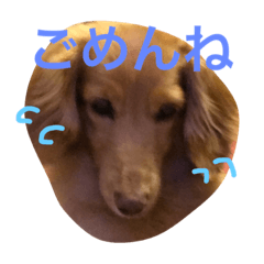 [LINEスタンプ] ミニチュアダックスフンドのトン