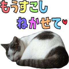 [LINEスタンプ] 猫の日常（ミル） part2