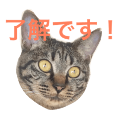 [LINEスタンプ] キジ猫 ミミちゃんの日常