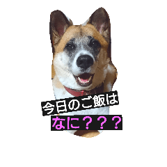 [LINEスタンプ] ごんた！！！