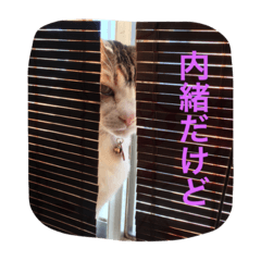 [LINEスタンプ] シーズー虎太郎と猫ハート