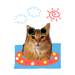 [LINEスタンプ] ソマリニャンズ