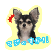 [LINEスタンプ] にゃんごろげ。