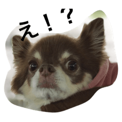 [LINEスタンプ] カワイイ犬のマロンの画像（メイン）