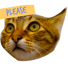 [LINEスタンプ] 樂樂，可愛いな猫
