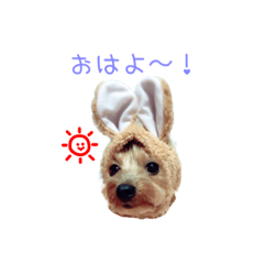 [LINEスタンプ] ヨーキー♡ぶるまの実写使える日常スタンプ