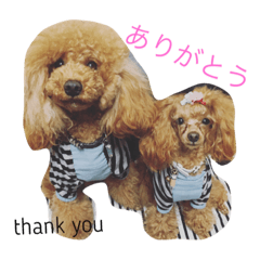 [LINEスタンプ] トイプードルねおん＆ここな