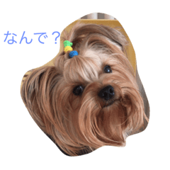 [LINEスタンプ] ぼく、ヨークシャーテリア