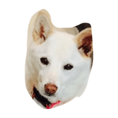 [LINEスタンプ] 可愛いワンコたち
