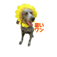 [LINEスタンプ] ワイマラナーの仲間たち
