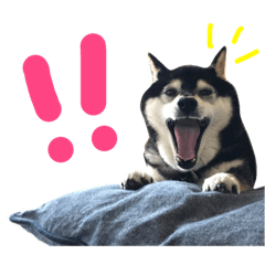 [LINEスタンプ] 黒柴うづきとはづきのスタンプ