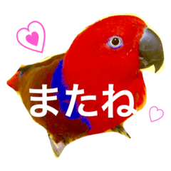 [LINEスタンプ] オオハナインコのハナちゃん