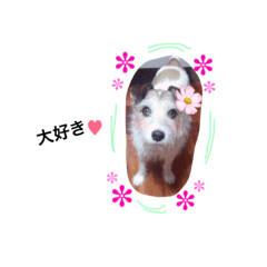 [LINEスタンプ] 日常スタンプ(犬編)