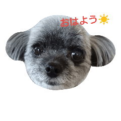 [LINEスタンプ] チワプー もこちゃん。