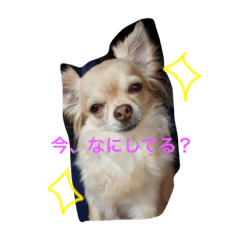 [LINEスタンプ] マッシュと日常会話