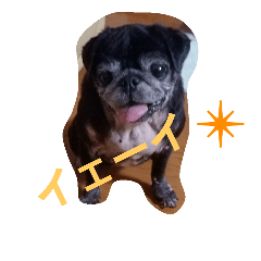 [LINEスタンプ] 愛犬✨ひめ