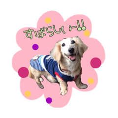 [LINEスタンプ] 大好きMダックス