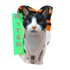 [LINEスタンプ] タケルんの猫 1