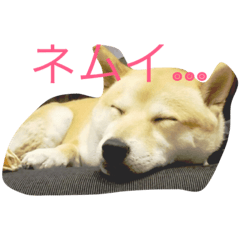 [LINEスタンプ] 犬のひなちゃん、ご挨拶