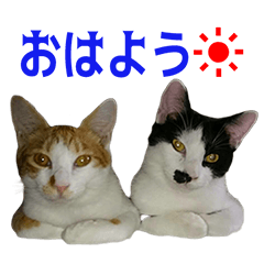 [LINEスタンプ] 岩井家のニャンコたち