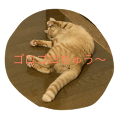 [LINEスタンプ] 茶トラのきなこちゃん