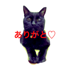 [LINEスタンプ] 黒猫気分