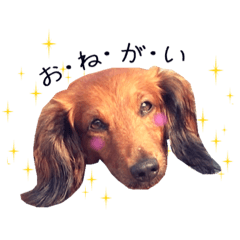 [LINEスタンプ] メタボ犬  シーズン2