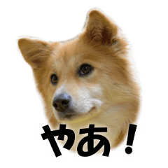 [LINEスタンプ] 忠犬ココ