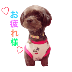 [LINEスタンプ] チャコ・あずき・ムーの笑顔 