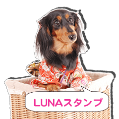[LINEスタンプ] ダックスフンド 我が家の愛犬001 