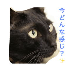 [LINEスタンプ] 我が家の3猫