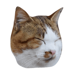 [LINEスタンプ] どうぶつたち切り取ったやつ