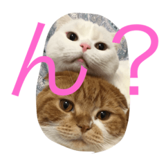 [LINEスタンプ] 寅太郎と龍次郎