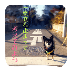 [LINEスタンプ] もりやこむぎ2