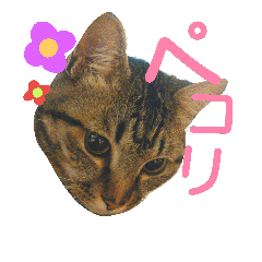 [LINEスタンプ] キュートなネコちゃん