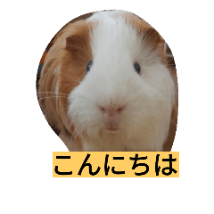 [LINEスタンプ] モル君の日常