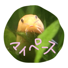 [LINEスタンプ] アーチストさいとーの仲間達1ピカ子Ver.