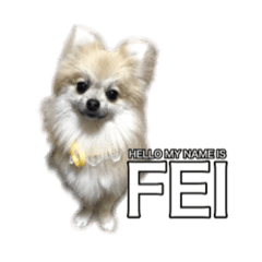 [LINEスタンプ] ポメラニアンのフェイ2