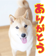 [LINEスタンプ] 沖縄生まれの柴犬ダビのかわいいスタンプの画像（メイン）