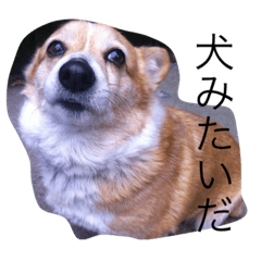 [LINEスタンプ] こんなの使うかよ