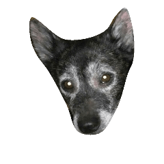 [LINEスタンプ] 愛犬クゥちゃん 